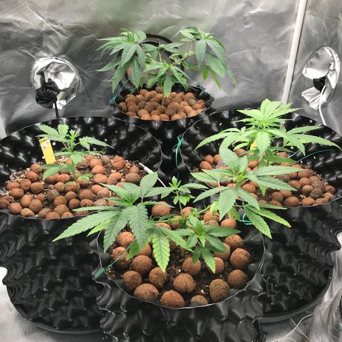 Zkittlez Express growlog timeline photo