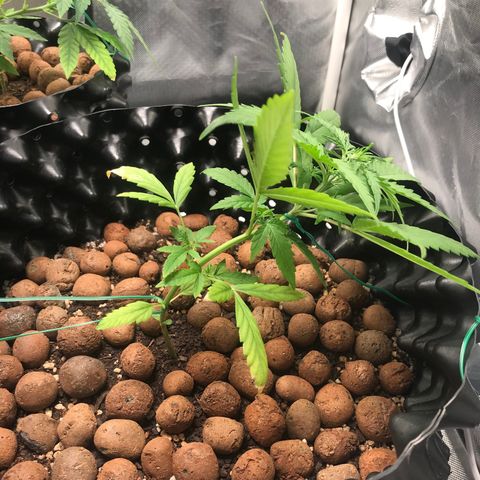 Zkittlez Express growlog photo: Reforço de amarras 23:30