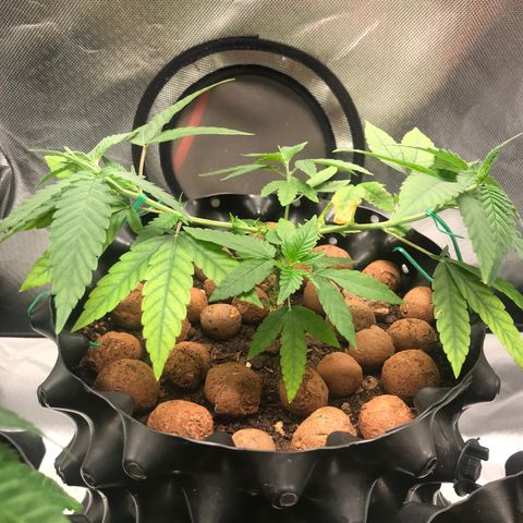 Cheese growlog photo: Reforço de amarras 23:30