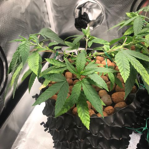 Amnesia Haze growlog photo: Reforço de amarras 23:30