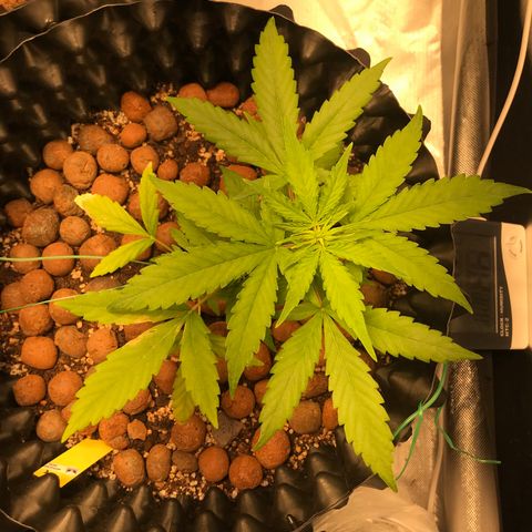 Zkittlez Express growlog timeline photo