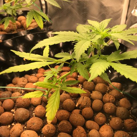 Zkittlez Express growlog timeline photo