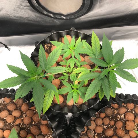 Cheese growlog timeline photo