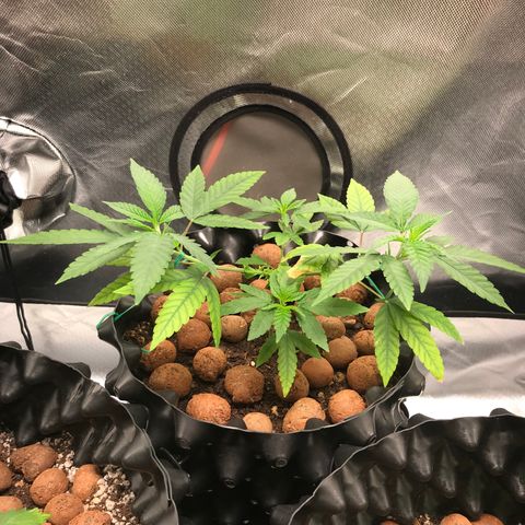 Cheese growlog timeline photo