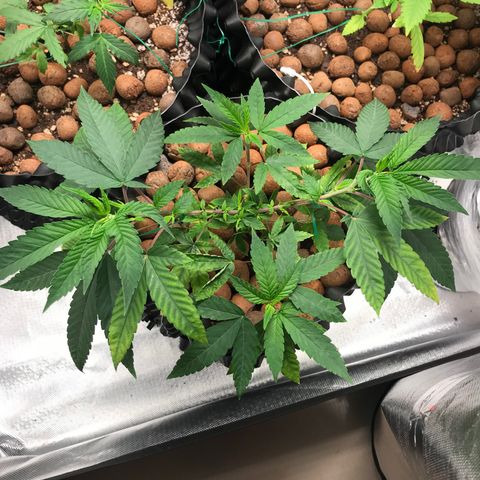Amnesia Haze growlog timeline photo