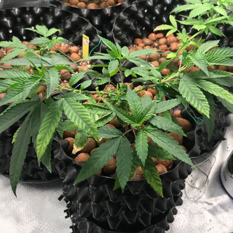 Amnesia Haze growlog timeline photo