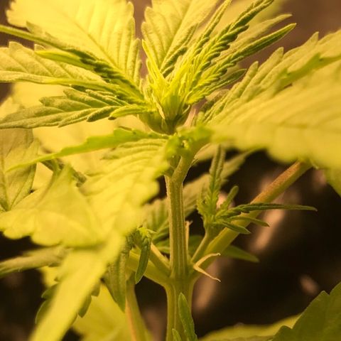 Zkittlez Express growlog photo: Surgindo primeiros pistilos da Flora