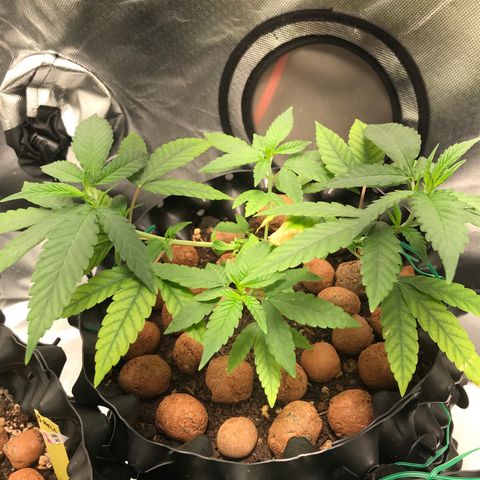 Cheese growlog timeline photo