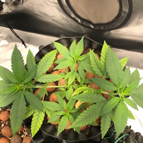 Cheese growlog timeline photo