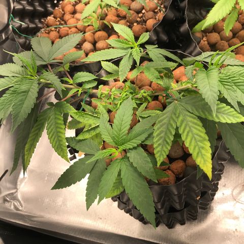 Amnesia Haze growlog timeline photo
