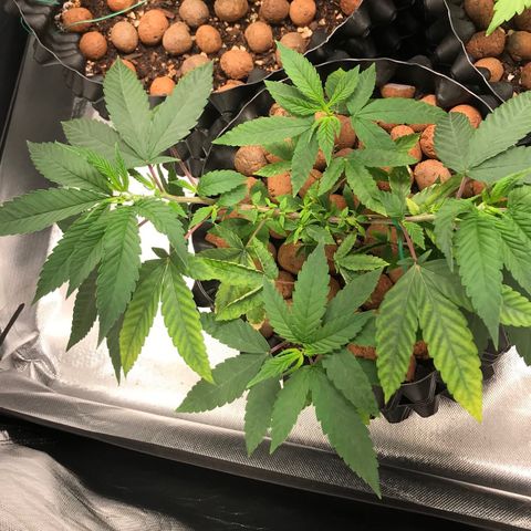 Amnesia Haze growlog timeline photo