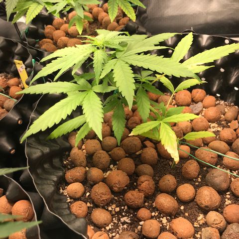 Zkittlez Express growlog timeline photo