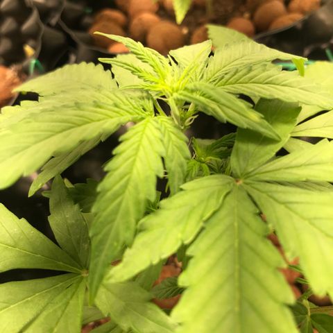 Zkittlez Express growlog timeline photo