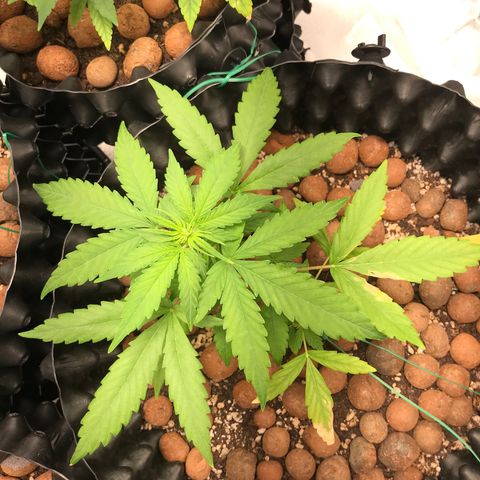 Zkittlez Express growlog timeline photo