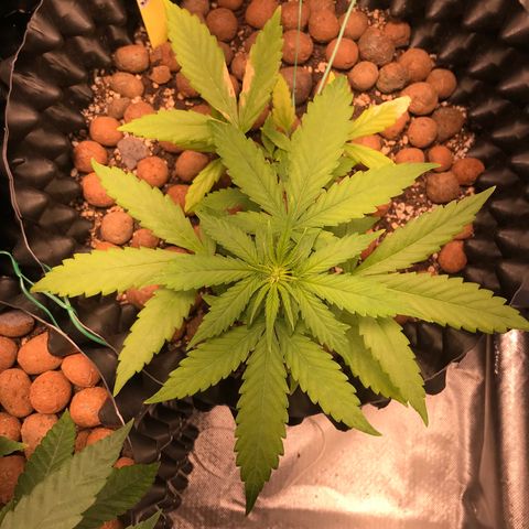 Zkittlez Express growlog timeline photo