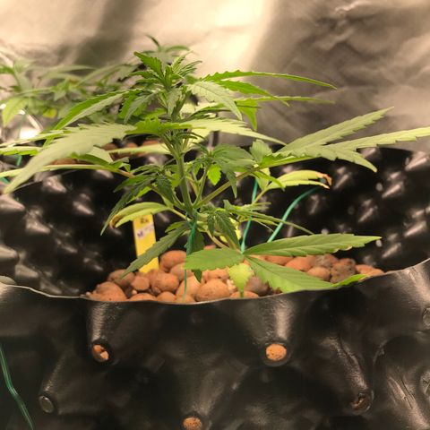 Zkittlez Express growlog timeline photo