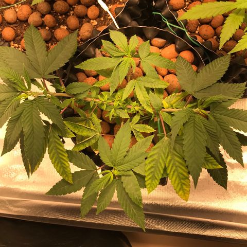 Amnesia Haze growlog timeline photo