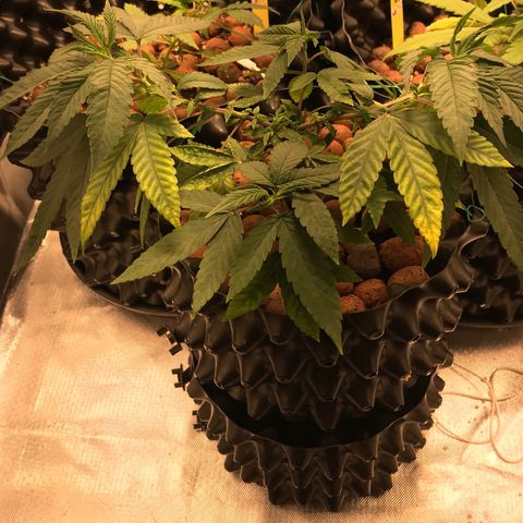 Amnesia Haze growlog timeline photo