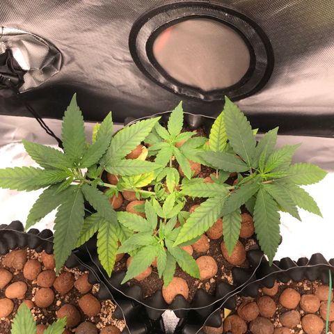 Cheese growlog timeline photo