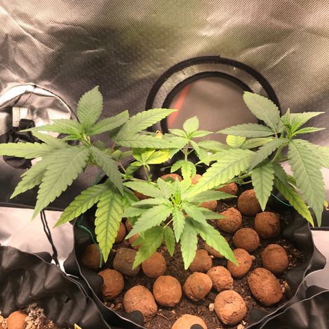 Cheese growlog timeline photo