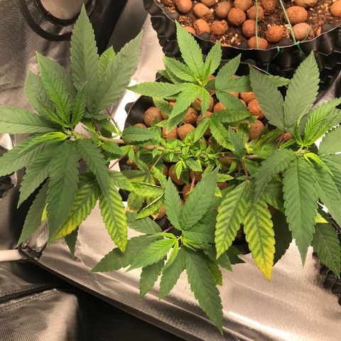 Amnesia Haze growlog timeline photo