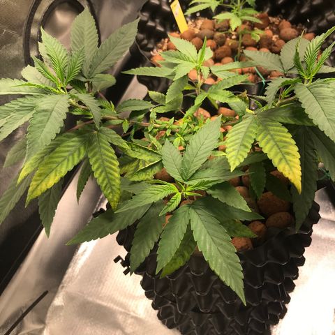 Amnesia Haze growlog timeline photo