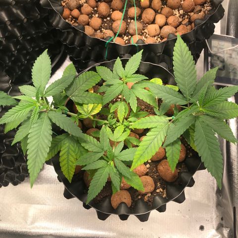 Cheese growlog timeline photo