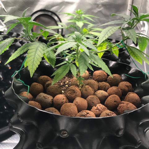Cheese growlog timeline photo