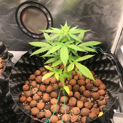 Zkittlez Express growlog timeline photo