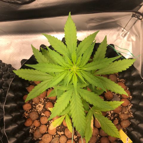 Zkittlez Express growlog timeline photo
