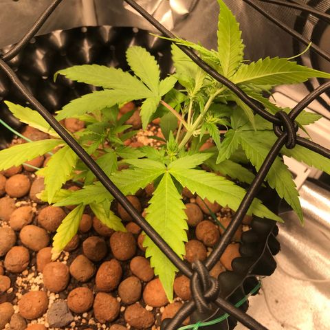 Zkittlez Express growlog timeline photo