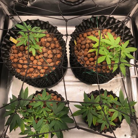 Zkittlez Express growlog photo: Com scrog na Zkittles