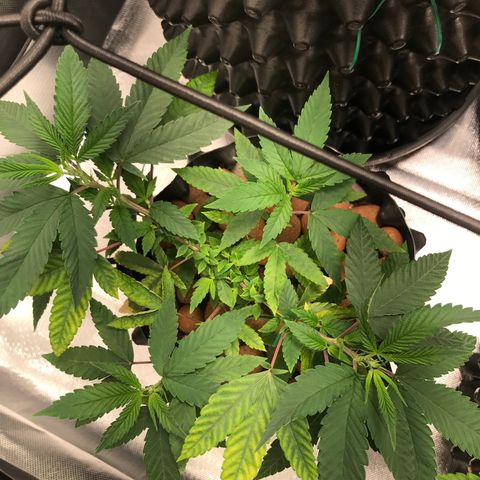 Amnesia Haze growlog timeline photo