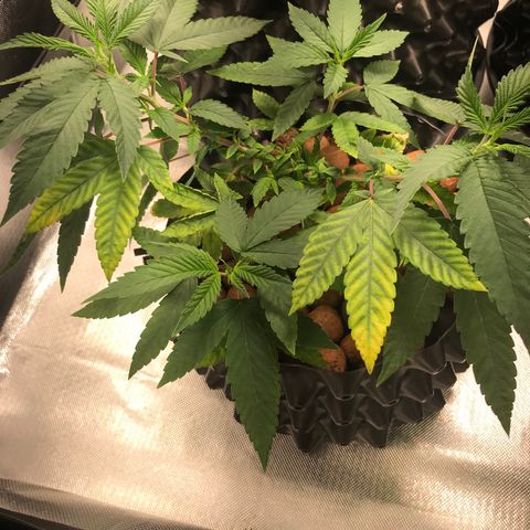 Amnesia Haze growlog timeline photo