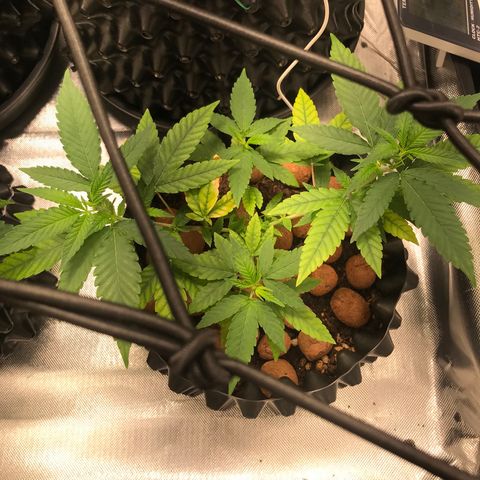Cheese growlog timeline photo