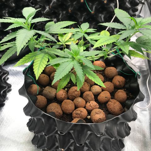 Cheese growlog timeline photo