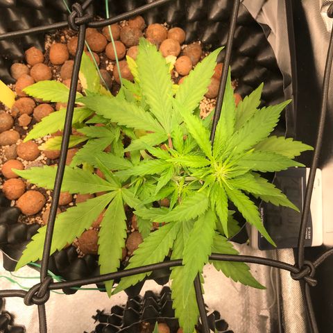 Zkittlez Express growlog timeline photo