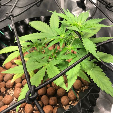 Zkittlez Express growlog timeline photo