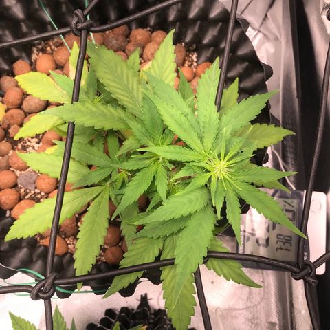 Zkittlez Express growlog timeline photo