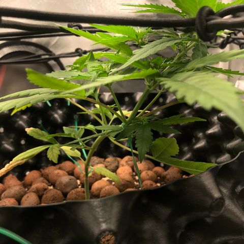 Zkittlez Express growlog timeline photo