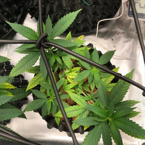 Cheese growlog timeline photo