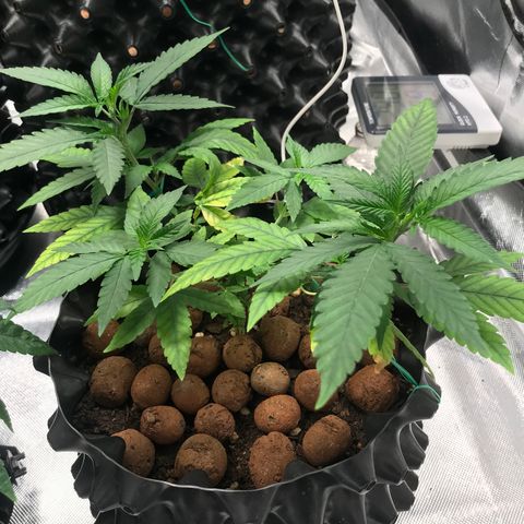 Cheese growlog timeline photo