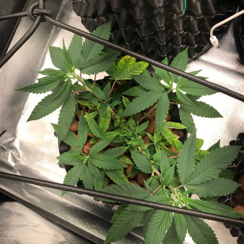 Amnesia Haze growlog timeline photo