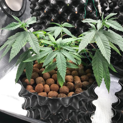 Amnesia Haze growlog timeline photo