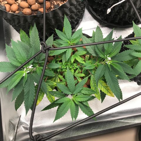 Amnesia Haze growlog timeline photo