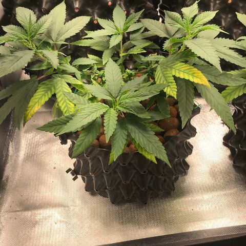 Amnesia Haze growlog timeline photo