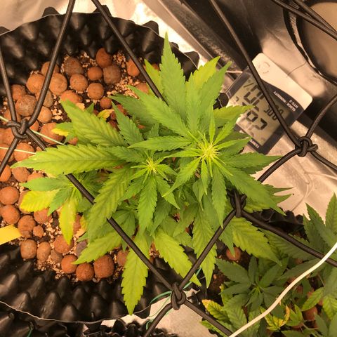 Zkittlez Express growlog timeline photo