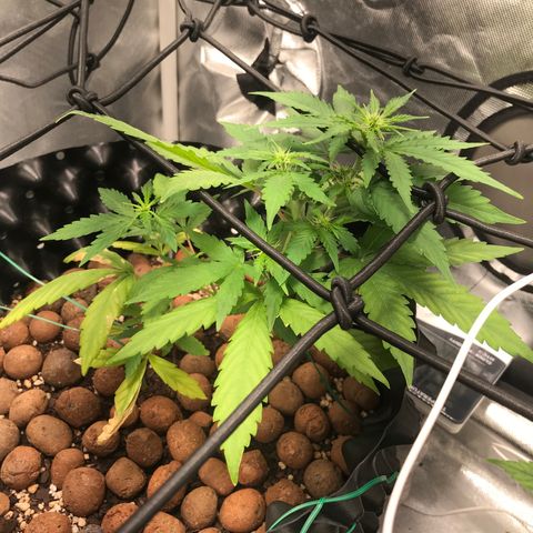 Zkittlez Express growlog timeline photo