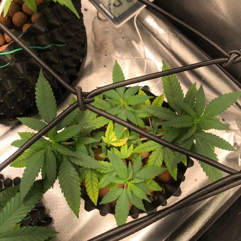 Cheese growlog timeline photo