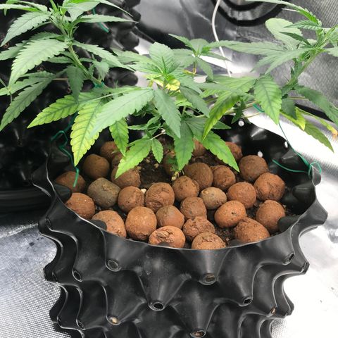 Cheese growlog timeline photo